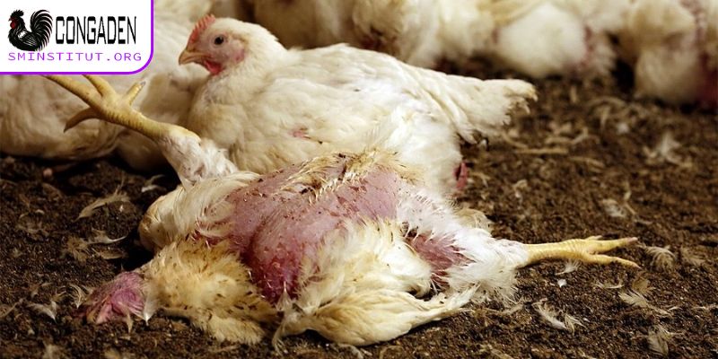 Bệnh hô hấp là căn bệnh thường gặp ở gà thả vườn 