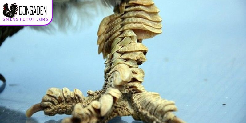 Gà chân lông vảy loạn - Sát thủ sân đấu, cước hiểm 7 Cách chăm gà chân lông vảy loạn hiệu quả