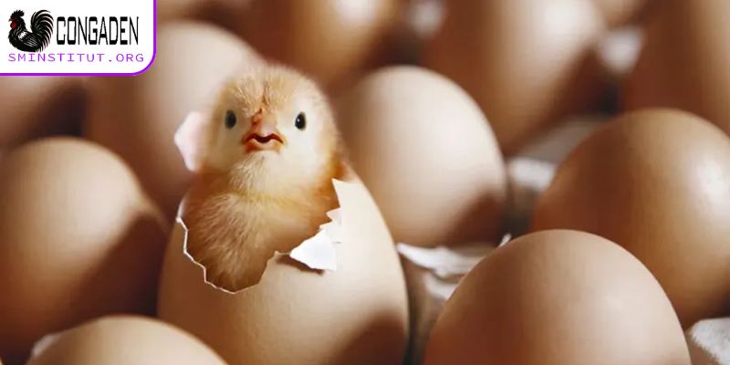 Cách chăm sóc gà con mới xuống ổ - Bí quyết thành công 5 Cách chăm gà con mới xuống ổ qua môi trường sống