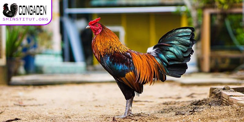 Cách chăm sóc gà chọi giúp thay lông nhanh nhất