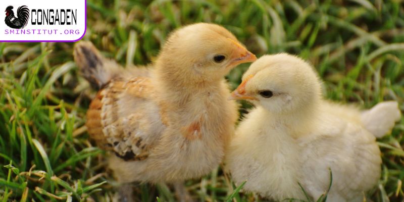 Cách chăm sóc gà con mới xuống ổ - Bí quyết thành công 7 Cách chăm sóc gà con mới xuống ổ - Vệ sinh chuồng trại