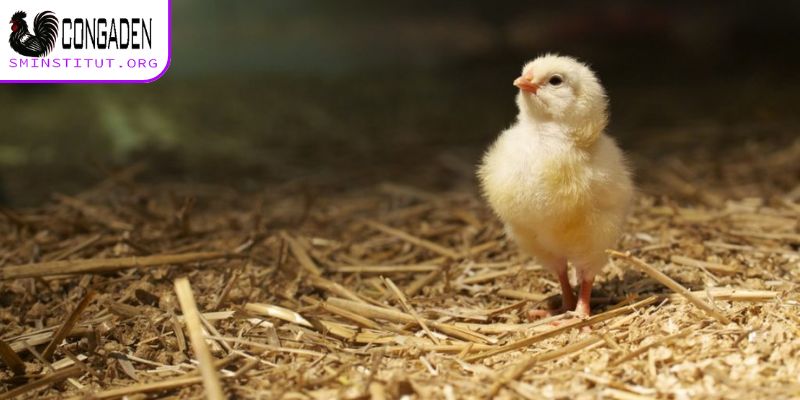 Cách chăm sóc gà con mới xuống ổ - Bí quyết thành công 4 Cách chăm sóc gà con mới xuống ổ