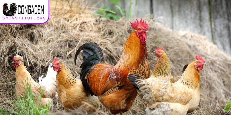 Cách chăm sóc gà tránh bệnh thường gặp ở gà thả vườn