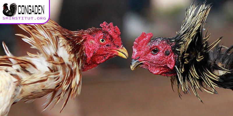 Cách chữa mốc cho gà chọi - Hướng dẫn hiệu quả tại nhà 7 Cách chữa mốc cho gà chọi cần chú ý gì?