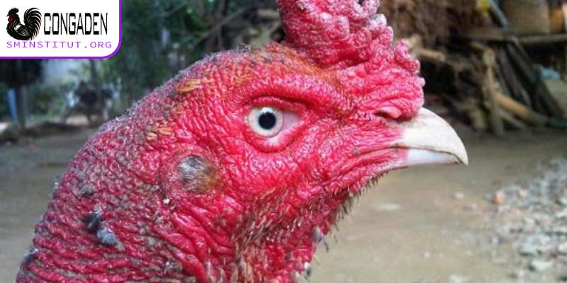 Cách chữa mốc cho gà chọi - Hướng dẫn hiệu quả tại nhà 6 Cách chữa mốc cho gà chọi chuẩn chỉnh