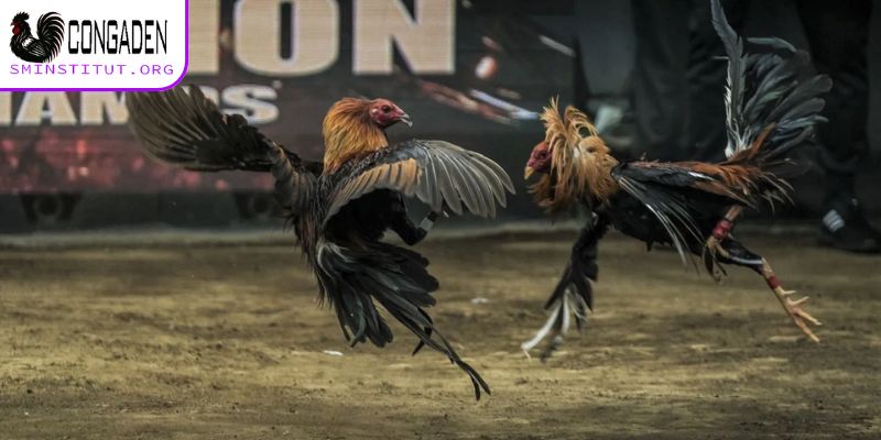 Cách nhận diện vảy gà chọi xấu - Tránh mua nhầm! 7 Cách giúp gà có vảy xấu tối ưu sức mạnh