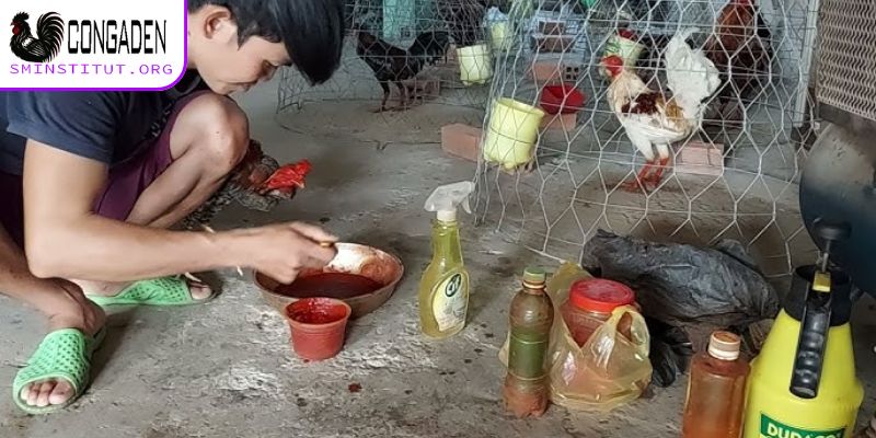 Cách ngâm rượu bóp cho gà chọi - Gân cốt khỏe, sung mãn! 7 Cách ngâm rượu bóp cho gà chọi chuẩn chỉnh