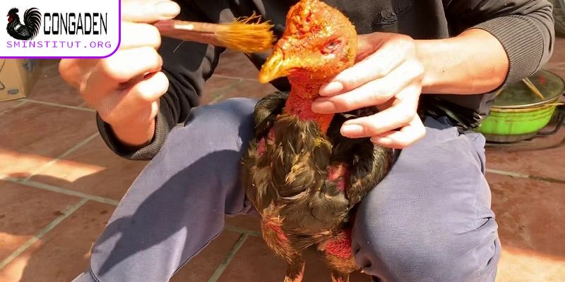 Cách ngâm rượu bóp cho gà chọi - Gân cốt khỏe, sung mãn! 5 Cách ngâm rượu bóp cho gà chọi có gì quan trọng?