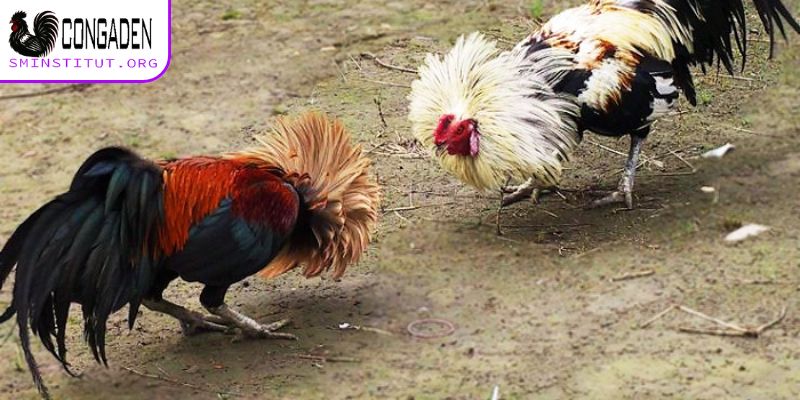 Cách ngâm rượu bóp cho gà chọi - Gân cốt khỏe, sung mãn! 4 Cách ngâm rượu bóp cho gà chọi