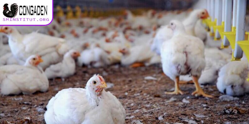 Bệnh hen gà - Dấu hiệu, cách phòng và trị hiệu quả 6 Cách phòng bệnh hen gà chuẩn cho kê thủ