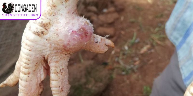 Cách thức điều trị khi gà bị sưng khớp chân