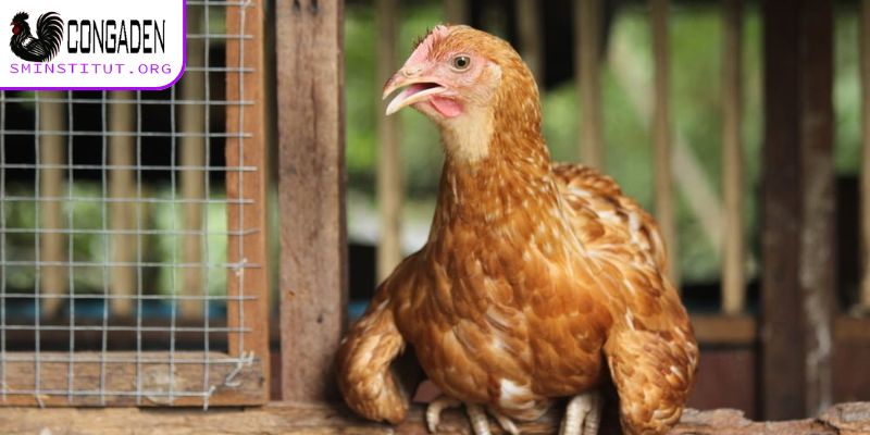 Cách trị mạt gà