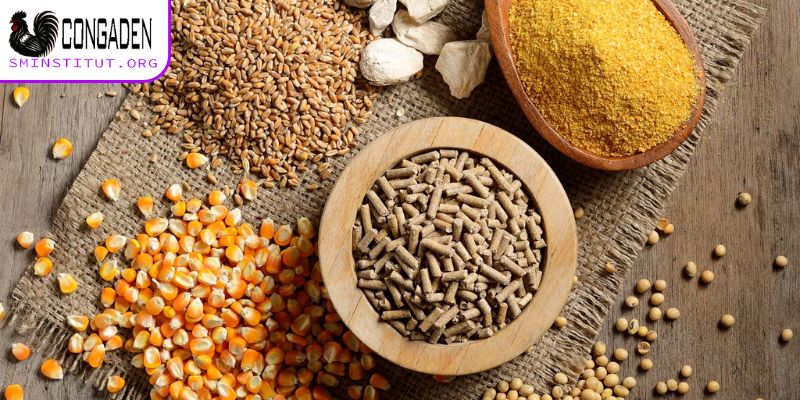 Bệnh hen gà - Dấu hiệu, cách phòng và trị hiệu quả 7 Đảm bảo dinh dưỡng tránh bị bệnh hen gà