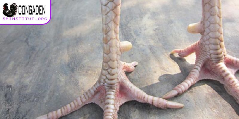 Cách nhận diện vảy gà chọi xấu - Tránh mua nhầm! 5 Dấu hiệu nhận biết vảy gà chọi xấu