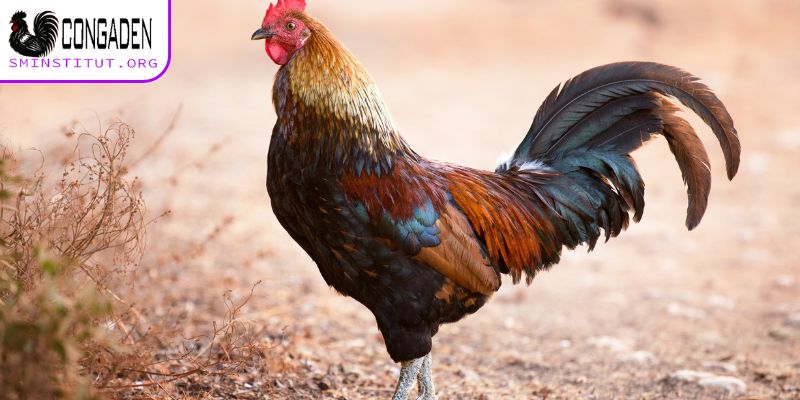 Gà ăn không tiêu - Nguyên nhân, cách chữa trị hiệu quả 4 Gà ăn không tiêu