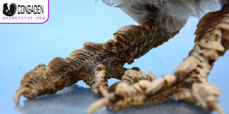 Gà chân lông vảy loạn - Sát thủ sân đấu, cước hiểm 5 Gà chân lông vảy loạn có đặc điểm thế nào?