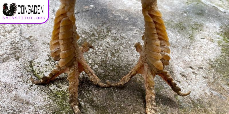 Gà chân lông vảy loạn - Sát thủ sân đấu, cước hiểm 4 Gà chân lông vảy loạn