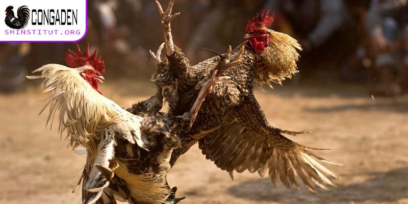 Cách nhận diện vảy gà chọi xấu - Tránh mua nhầm! 4 Cách nhận diện vảy gà chọi xấu