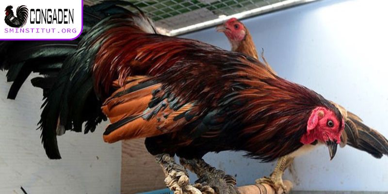 Gà chân lông vảy loạn - Sát thủ sân đấu, cước hiểm 6 Giá trị thực tế của gà chọi chân lông vảy loạn