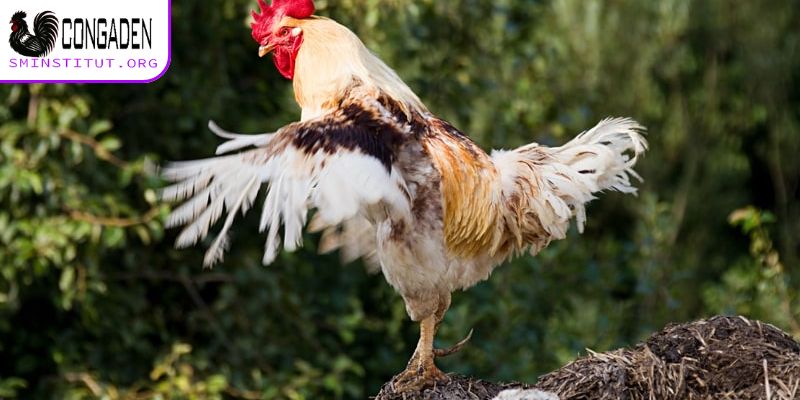 Giải mã chi tiết gà thay lông bao lâu?