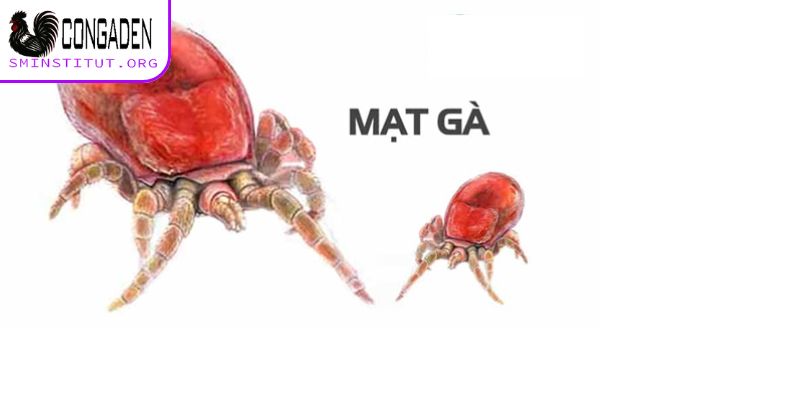Hướng dẫn cách trị mạt gà chuẩn chỉnh cho kê thủ