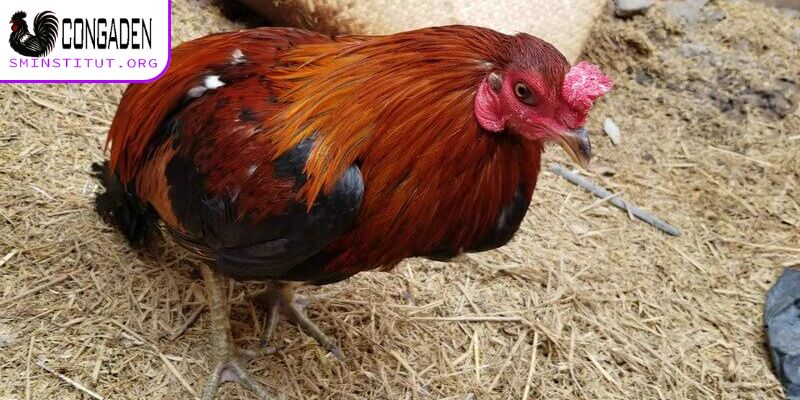 Gà ăn không tiêu - Nguyên nhân, cách chữa trị hiệu quả 5 Khám phá lý do gà ăn không tiêu là gì?