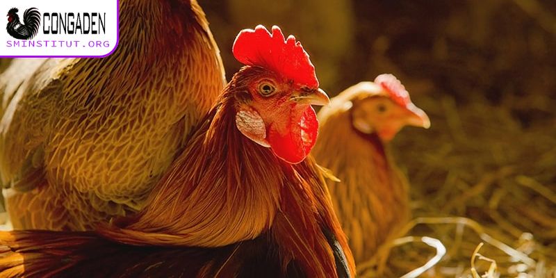 Khi gà thay lông cần chú ý vấn đề gì?