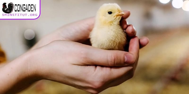 Cách chăm sóc gà con mới xuống ổ - Bí quyết thành công 6 Lịch tiêm phòng đầy đủ cho gà con mới xuống ổ