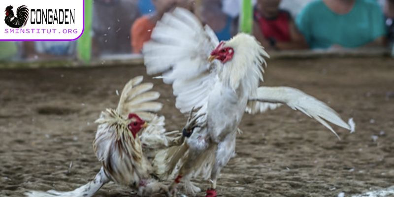 Link xem trực tiếp gà chọi chất lượng