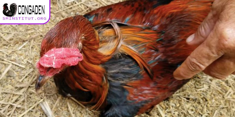 Bệnh hen gà - Dấu hiệu, cách phòng và trị hiệu quả 5 Tác hại của bệnh hen gà cần hiểu rõ