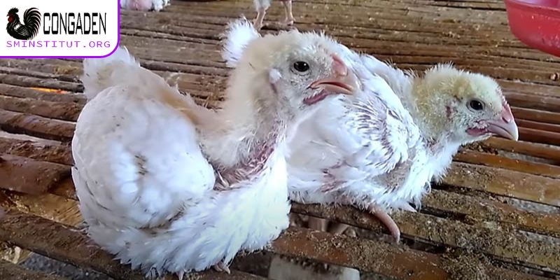 Bệnh ký sinh trùng đường máu ở gà - Cách điều trị từ A-Z 5 Tổng quan về bệnh ký sinh trùng đường máu ở gà