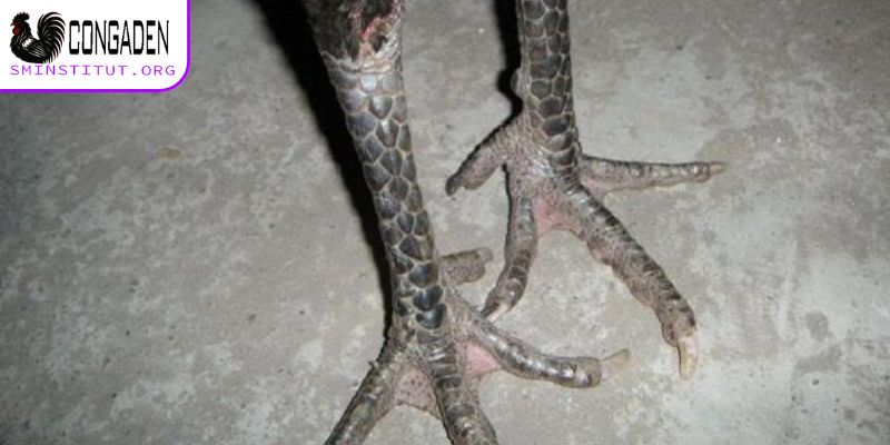 Cách nhận diện vảy gà chọi xấu - Tránh mua nhầm! 6 Vảy vòng tựa - Vảy gà chọi xấu cần tránh