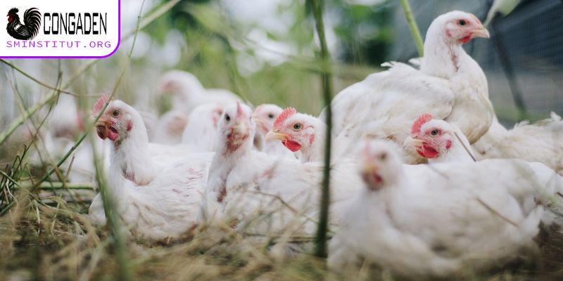 Vì sao bệnh Gumboro ở gà lại xuất hiện?