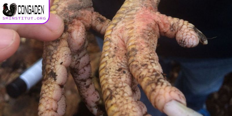 Vì sao xảy ra tình trạng gà bị sưng khớp chân?