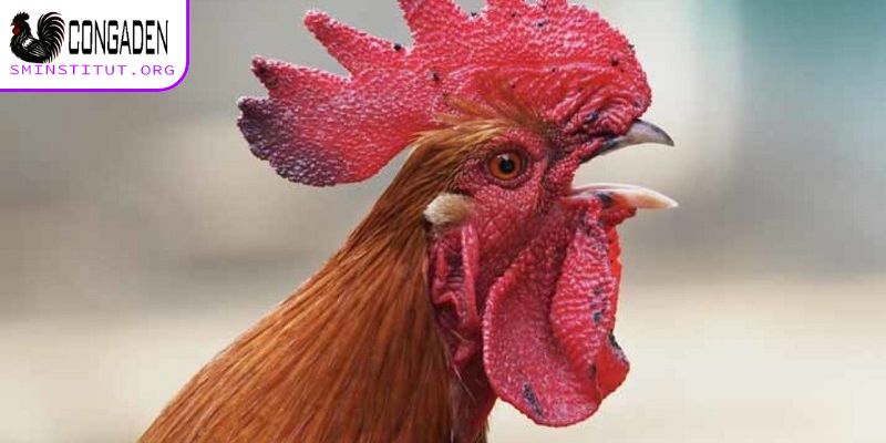 Cách chữa mốc cho gà chọi - Hướng dẫn hiệu quả tại nhà 5 Vì sao xuất hiện nguyên nhân gà chọi bị mốc?