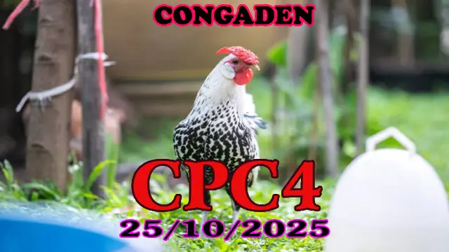 Xem lại clip đá gà Thomo CPC4 ngày 25/10/2025 1 Xem lại clip đá gà Thomo CPC4 ngày 25/10/2025