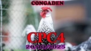 Clip phát lại đá gà Thomo C4 ngày 20/10/2025