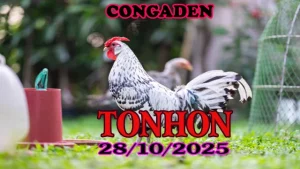 Đá Gà Trực Tiếp Tonhon Phát Lại Ngày 28/10/2025