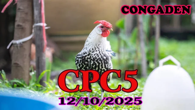 Phát Lại Đá Gà Trực Tiếp C5 Thomo Hôm Nay 12/10/2025 1 Phát Lại Đá Gà Trực Tiếp C5 Thomo Hôm Nay 12/10/2025