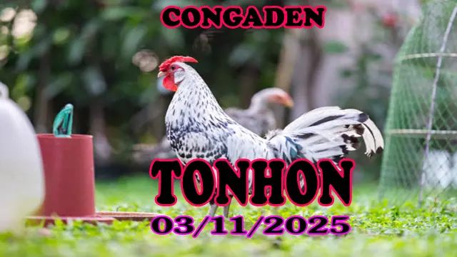 Đá gà trực tiếp TONHON phát lại hôm nay 03/11/2025 1 Đá gà trực tiếp TONHON phát lại hôm nay 03/11/2025