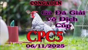 Xem Lại Gà Đá Giải C5 Ngày Hôm Nay 06/11/2025