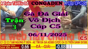 Gà Đá Giải C5 Trận 3: Anh Toàn Tài Xỉu (0đ) vs Anh Cọp CPC (0đ)