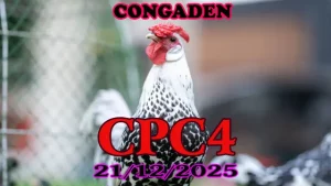 Clip Trực Tiếp CPC4 Ngày 21122025 Đá Gà Hôm Nay