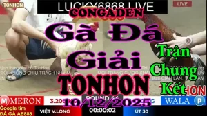 Gà Đá Giải TONHON Chung Kết A Việt Vĩnh Long vs A Út 30 – Hạng Cân 3.2kg