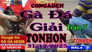 Gà Đá Giải TONHON Trận 7 A Biện vs A Phước Đ.Tháp – Hạng Cân 3.4kg