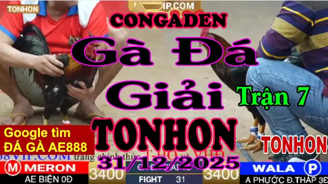 Gà Đá Giải TONHON Trận 7 A Biện vs A Phước Đ.Tháp – Hạng Cân 3.4kg