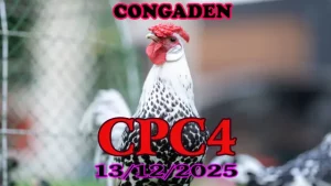 Video Xem Đá Gà Trực Tiếp CPC4 Hôm Nay 13122025 Cho Anh Em Đam Mê