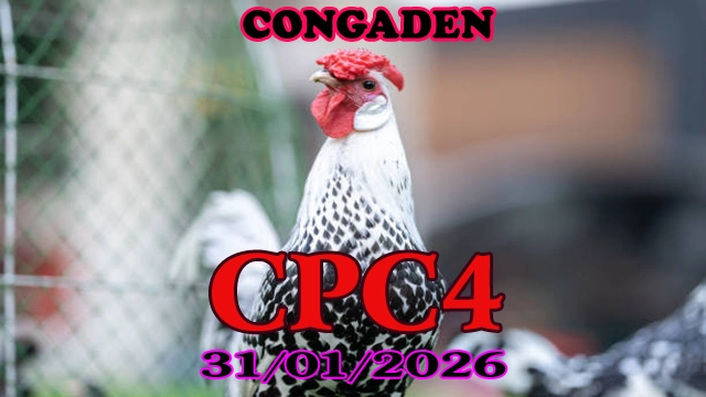 Xem đá gà trực tiếp CPC4 hôm nay ngày 31012026 full HD không lag