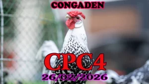 Clip đá gà trực tiếp CPC4 hôm nay 26022026 – Video Thomo hấp dẫn