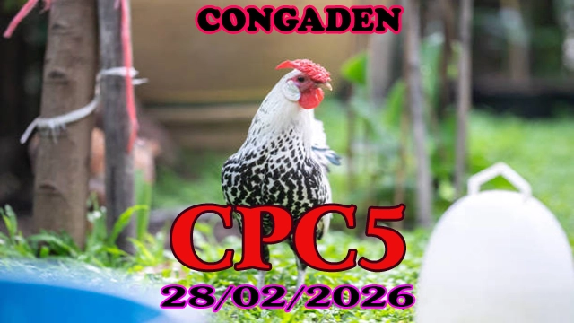 Video đá gà trực tiếp CPC5 hôm nay 28022026 – Mới Nhất